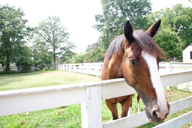 Horse Fence Repair